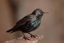 European Starling