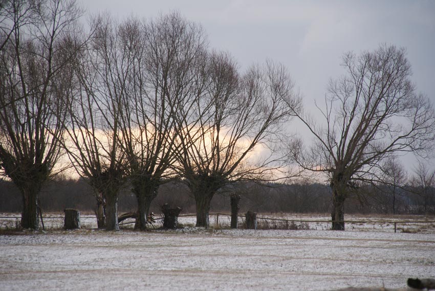 wierzby nad bugiem 3