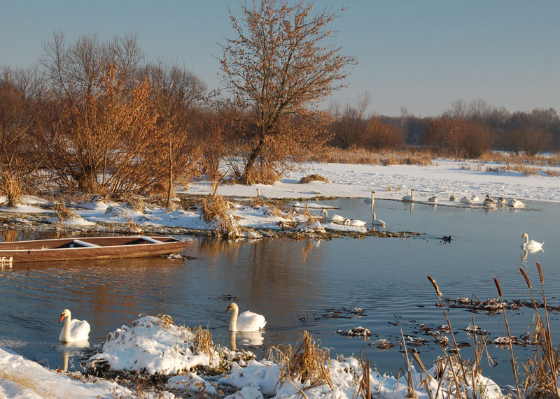 Rozlewiska nad Narwią zimową porą