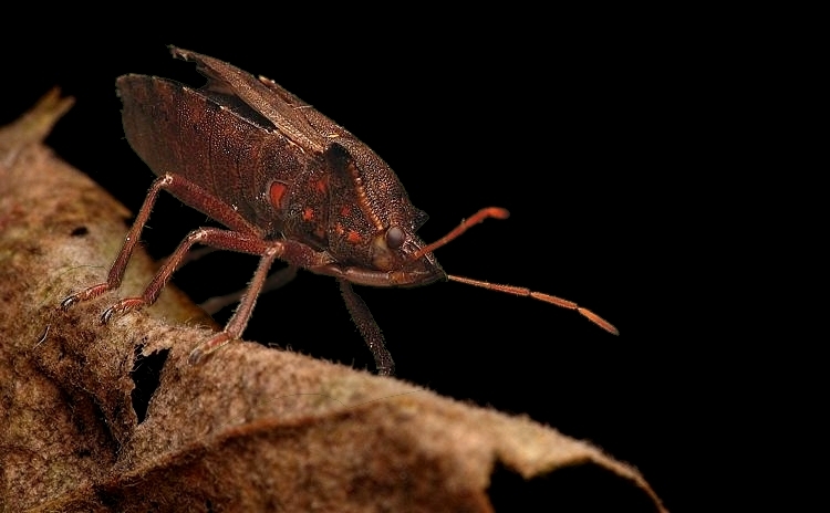 Picromerus bidens(Zbrojec dwuzębny)