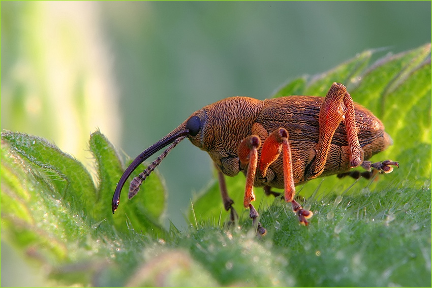 Curculio venosus