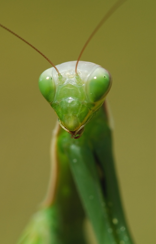 Tenodera aridifolia