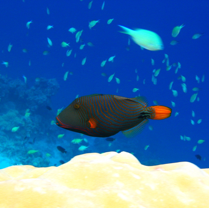 Orange-striped triggerfish...