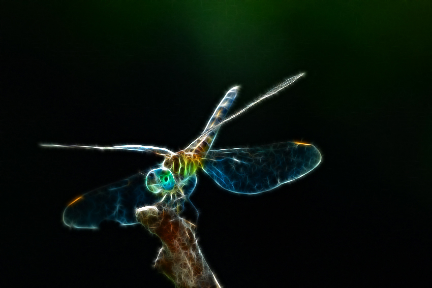 Electric Dragonfly..