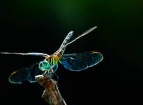 Electric Dragonfly..