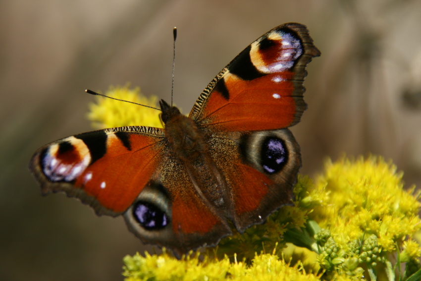 Motyl