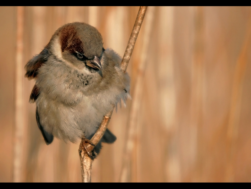 Passer domesticus