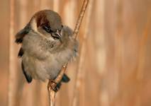 Passer domesticus