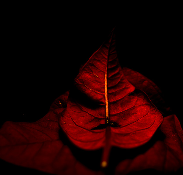 red leaf