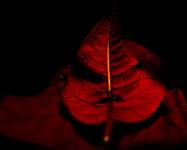 red leaf