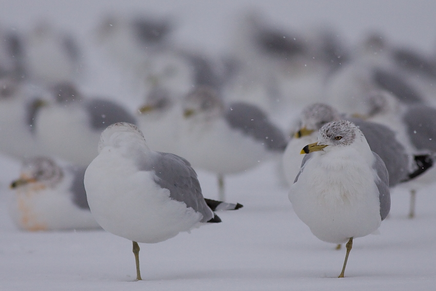 Ring-billed Gull