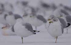 Ring-billed Gull