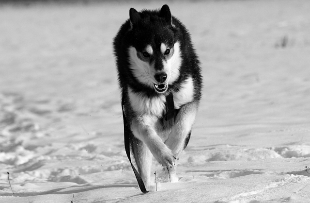 SYBERIAN HUSKY