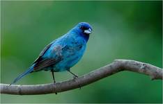 INDIGO BUNTING  ( lac.PASSERINA CYANEA)