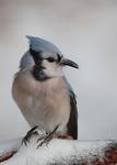 Blue Jay