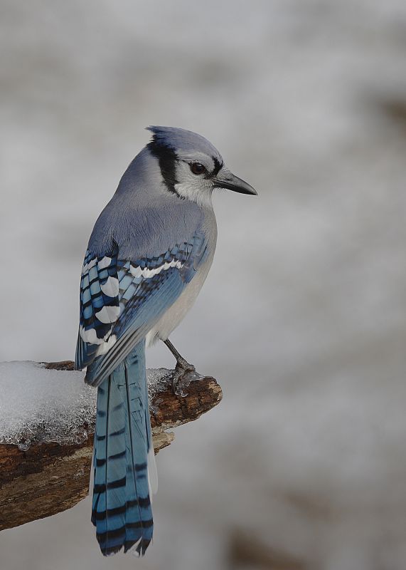 Blue Jay