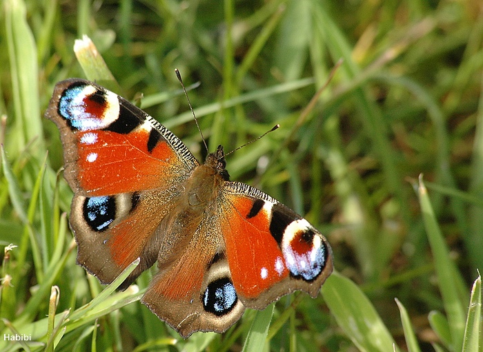 Motyl szufladowy :))))