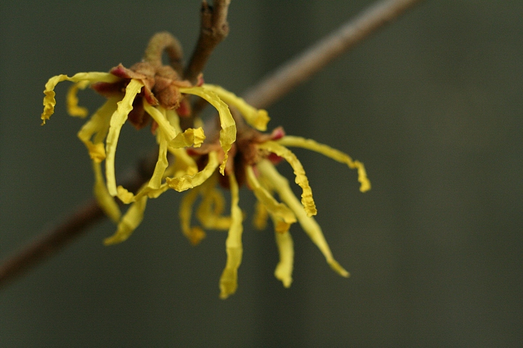 Hamamelis virginiana