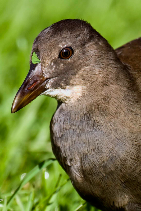 Portret młodej kokoszki ( kurka wodna )