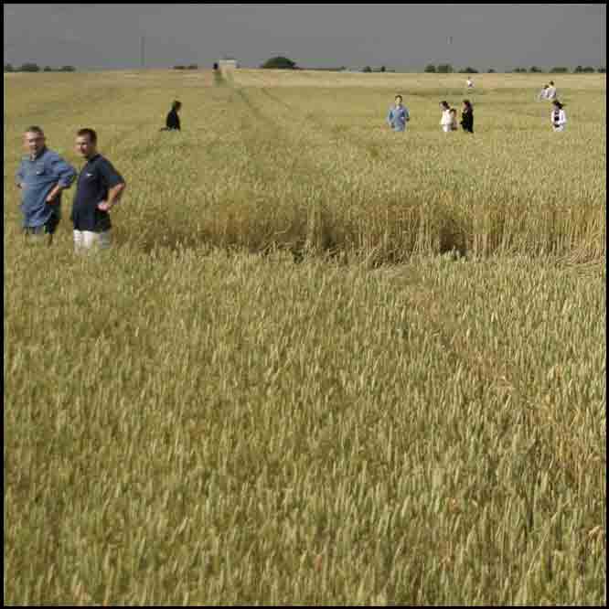 Kręgi zbożowe w Szyjopitach na podlasiu