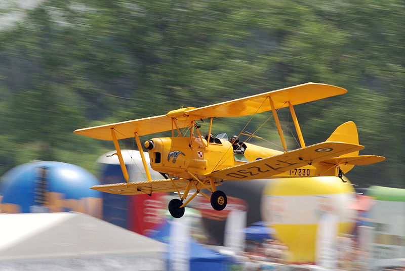 tigermoth