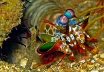 Mantis Shrimp