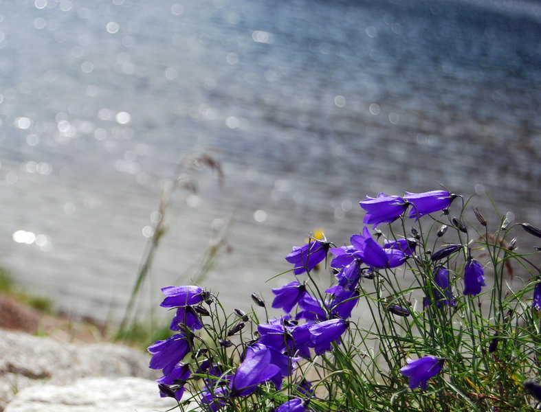 Campanula Alpina