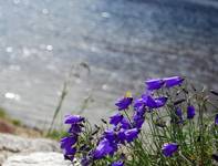 Campanula Alpina