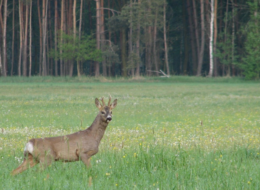 kozioł