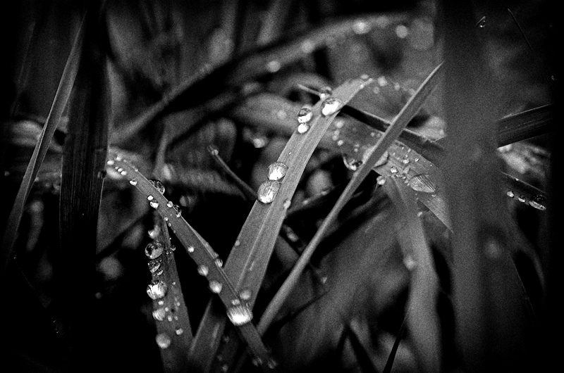 raindrops \\"2\\"