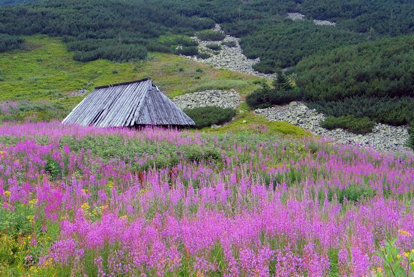 Tatrzański klimaty 1