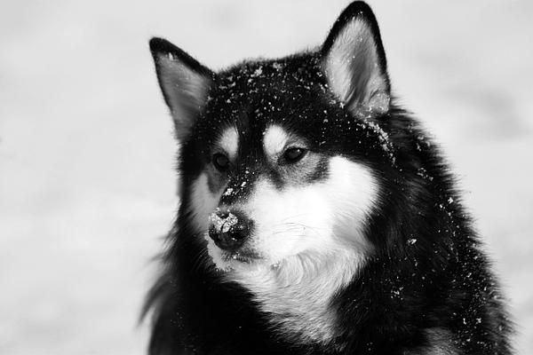 husky