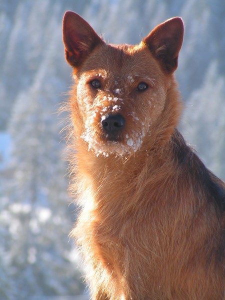 piesek, portret :)