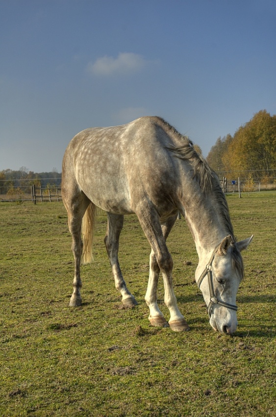 rumianka.pl