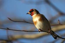 Goldfinch