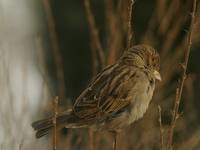 wróbelek