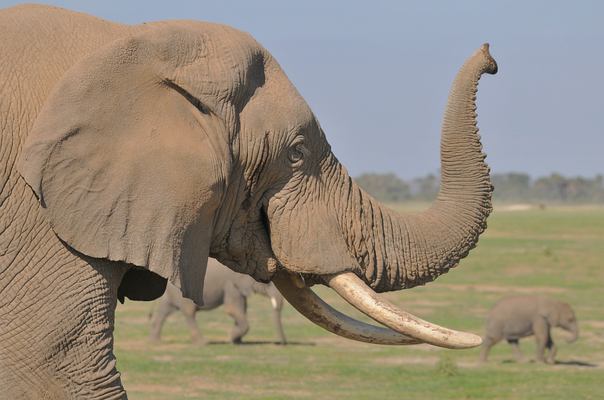 Amboseli