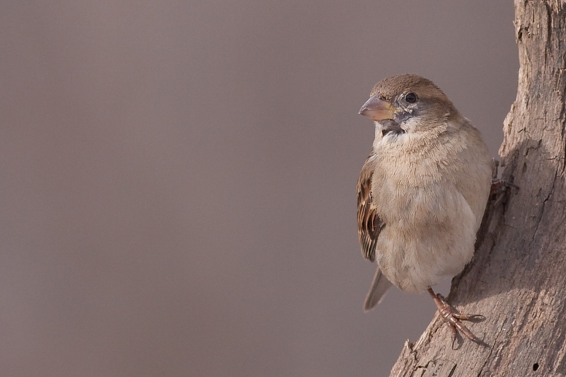 House Sparrow