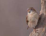 House Sparrow