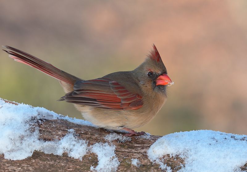 Northern Cardinal (samica)