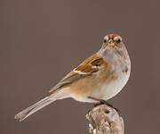 American Tree Sparrow