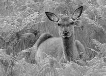 Roe deer