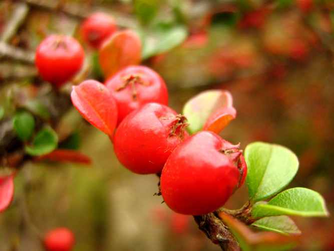 Irga (Cotoneaster)