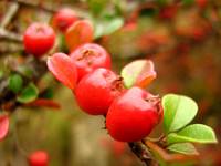 Irga (Cotoneaster)