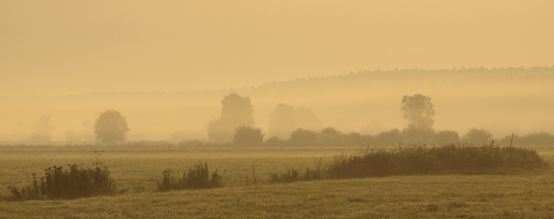 Ranek nad łąkami