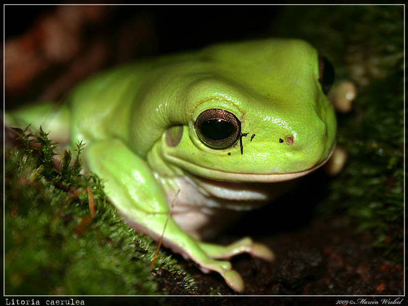 Litoria caerulea