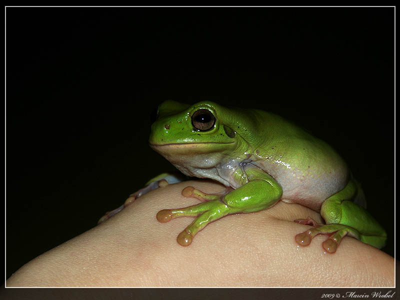 Litoria caerulea