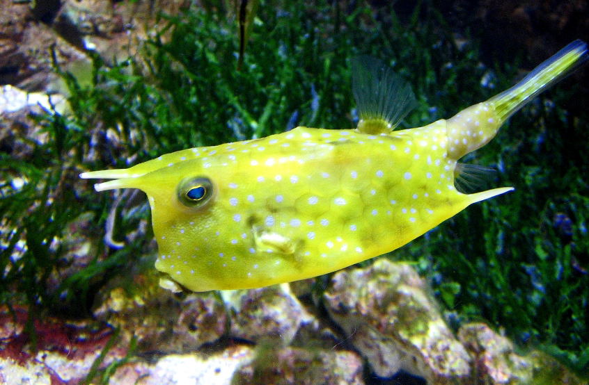 cowfish