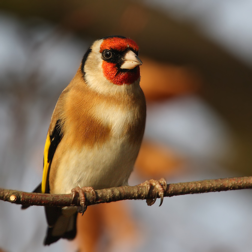 Goldfinch