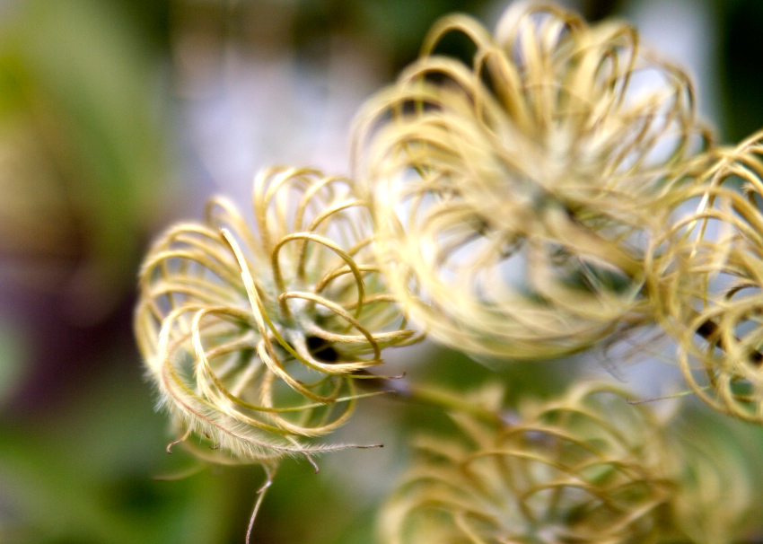 przekwitnięty clematis